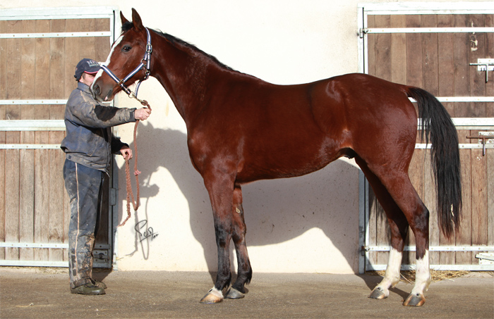 Bibi d&rsquo;Herinne