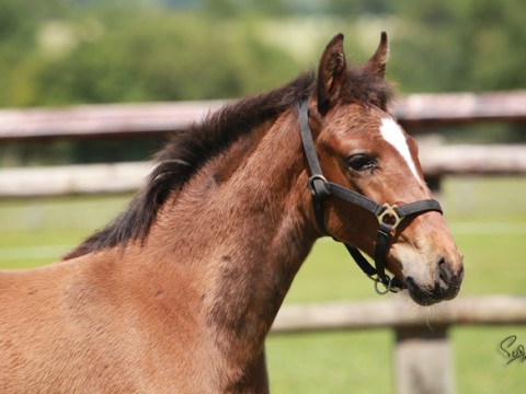 Electra D&rsquo;IDEF