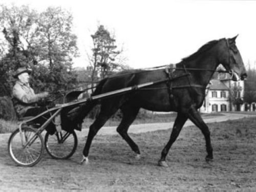 Résultat de recherche d'images pour "gelinotte ccheval"