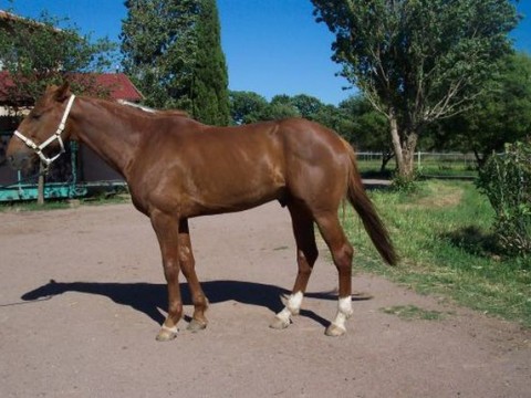 Noé du Val d&rsquo;amour