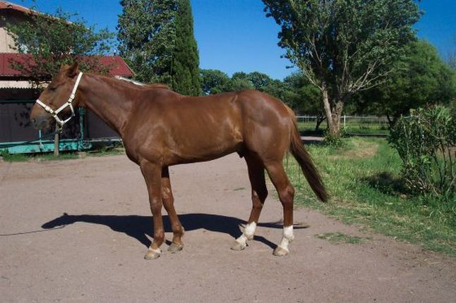 Noé du Val d&rsquo;amour