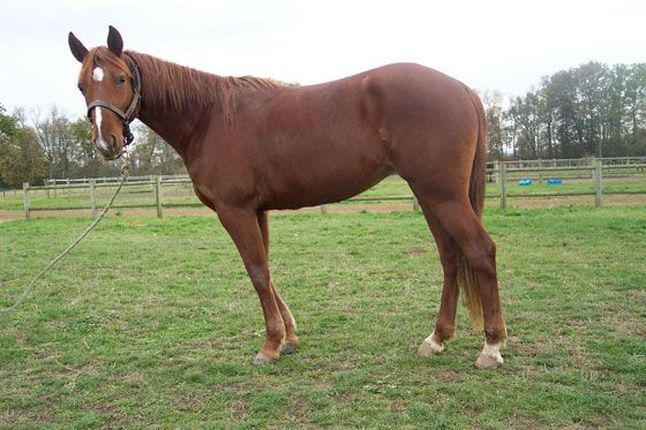 Pollia d&rsquo;Argent