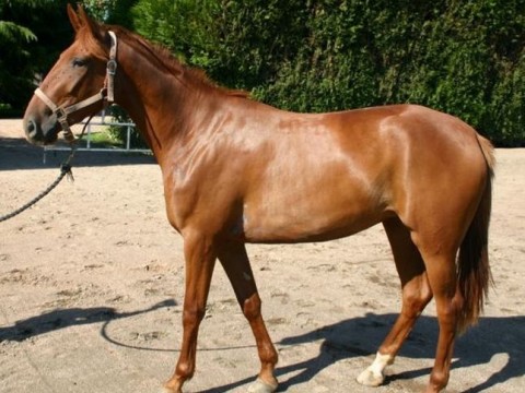 Quoreana