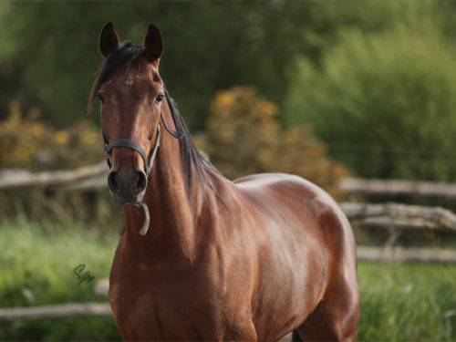 Trotteur de course a vendre hotsell