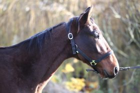 trotteur francais a sauver