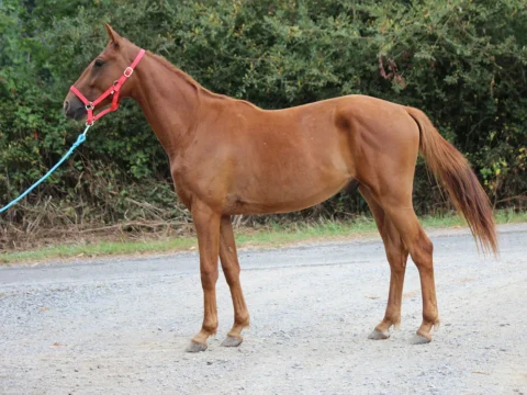 Narcisse D’IDEF