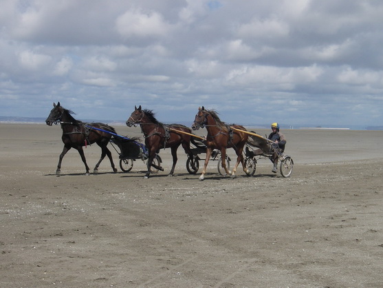 Carrière d'un cheval de course