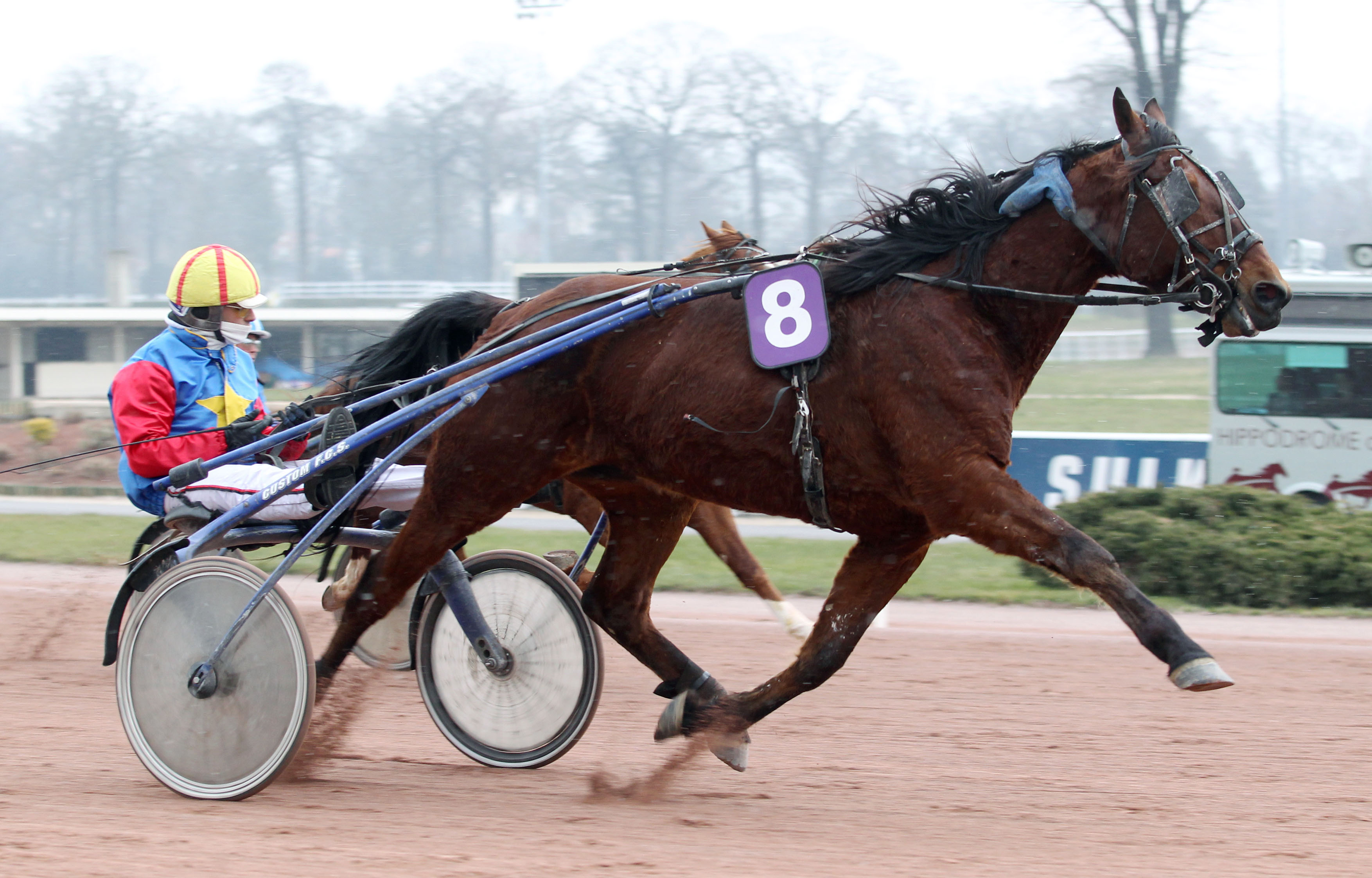 Résultat de recherche d'images pour "image de cheval de course"