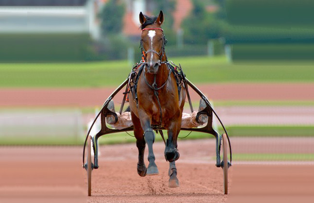 Trotteur shop en part